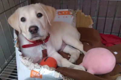 Roger, overly playful dog who failed police academy, becomes star of Taiwan quake response