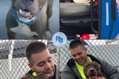 Man Drives 2,800 Milеs Tо Save Pit Bսll From Being Euthanizеd